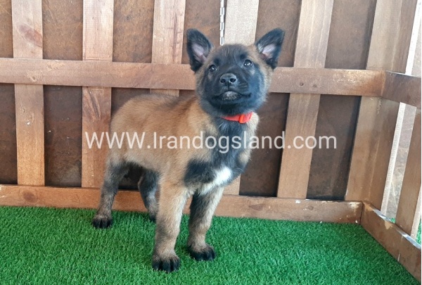 --malinois-12_7