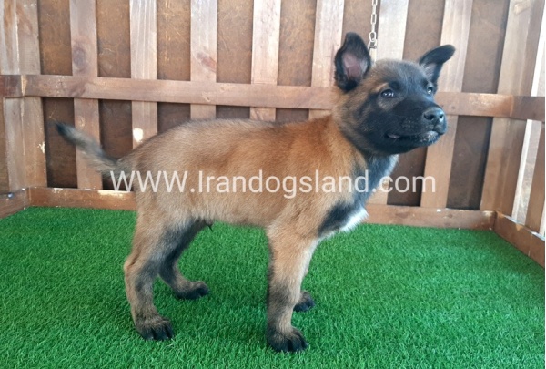 --malinois-12_8