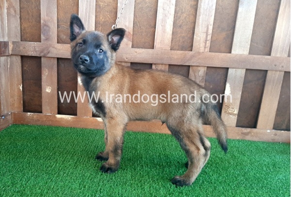 --malinois-12_9