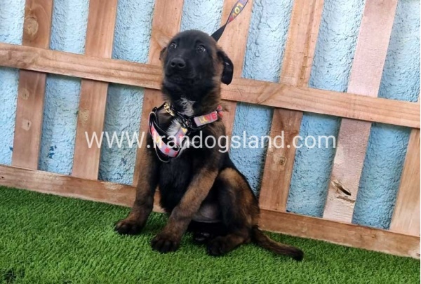 --malinois-134_1