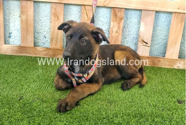 --malinois-134_2