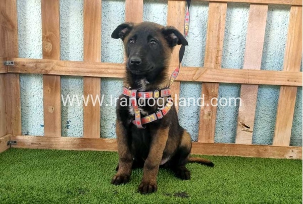 --malinois-134_3