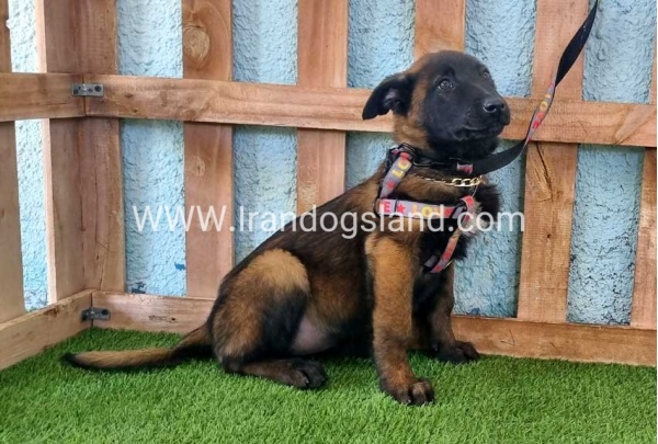 --malinois-134_4