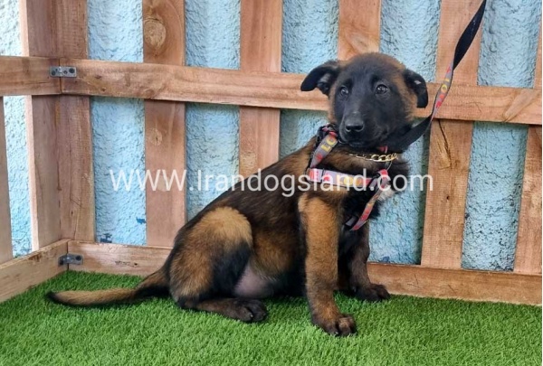 --malinois-134_5