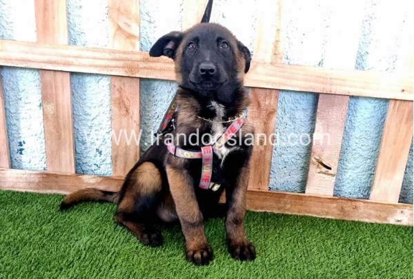 --malinois-134_6