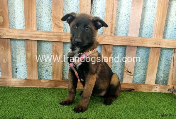 --malinois-134_7