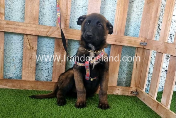 --malinois-134_8
