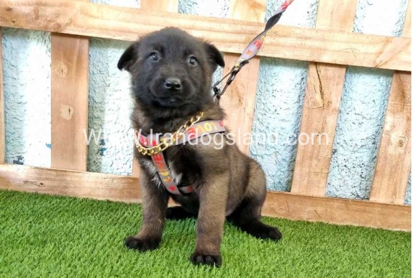 --malinois-135_1