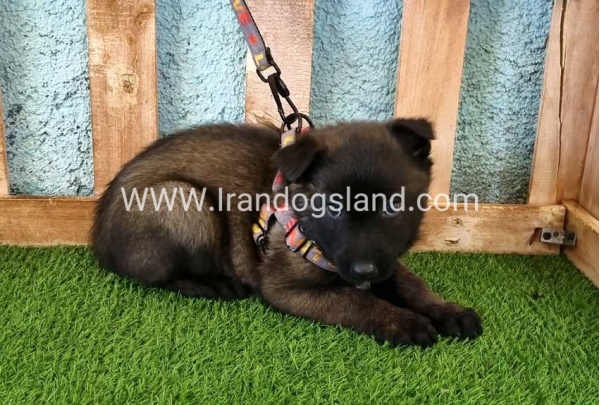 --malinois-135_2