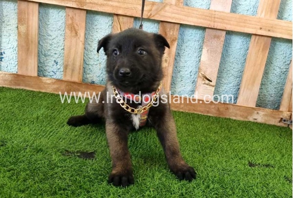 --malinois-135_3