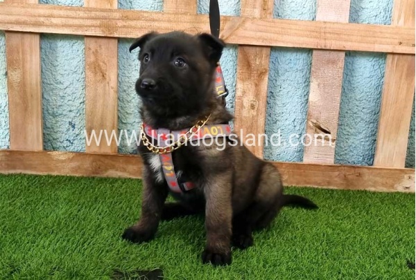 --malinois-135_4