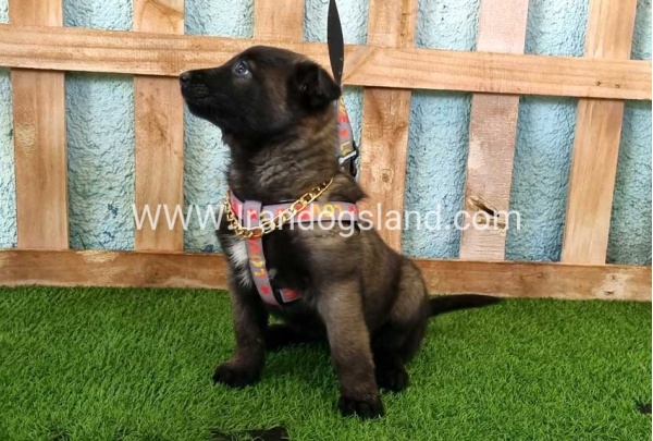 --malinois-135_5