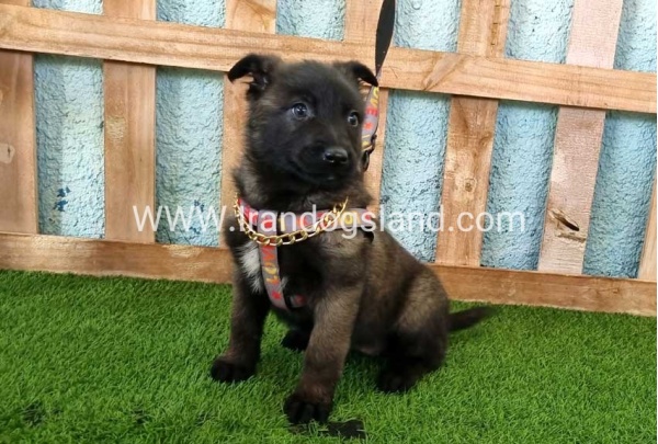 --malinois-135_6