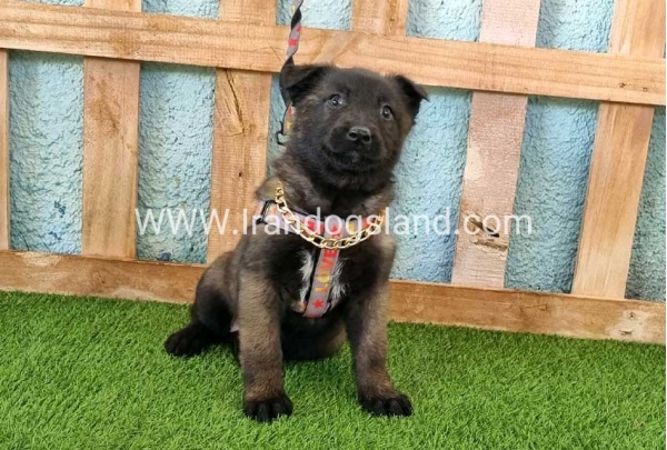 --malinois-135_7