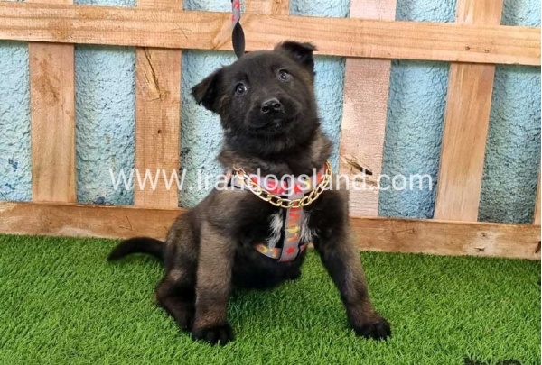 --malinois-135_8