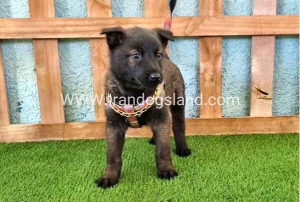 --malinois-136_1