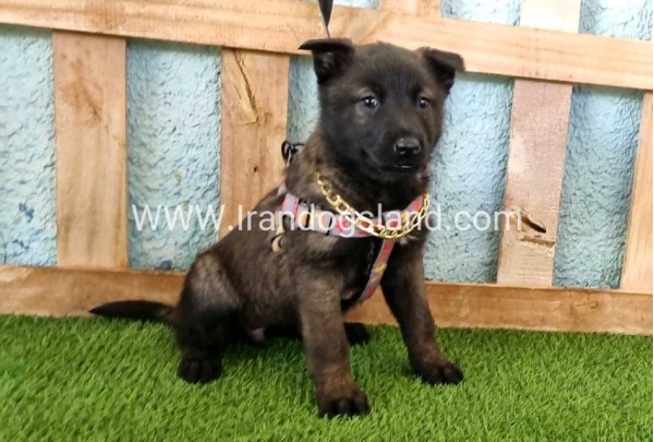--malinois-136_10