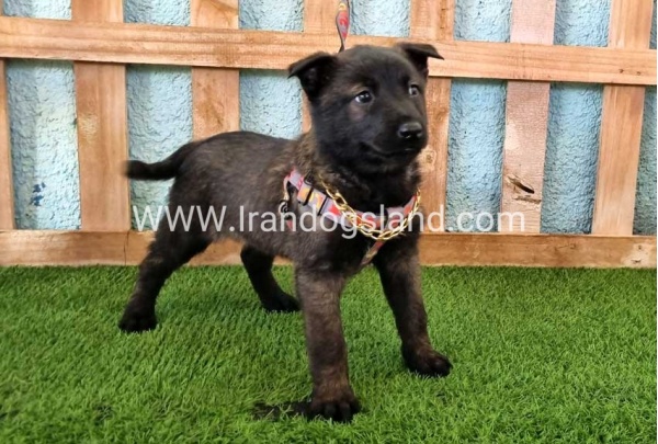 --malinois-136_11