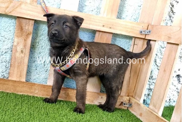 --malinois-136_2