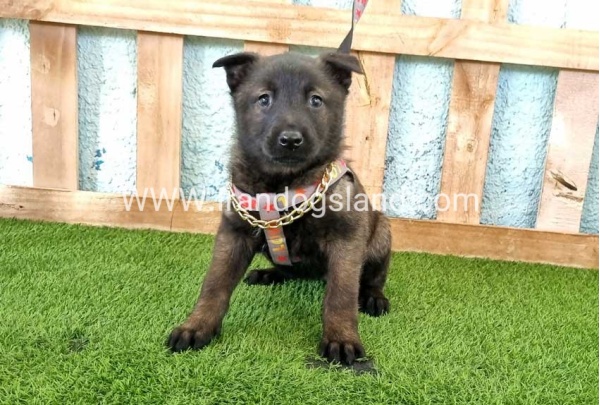 --malinois-136_3