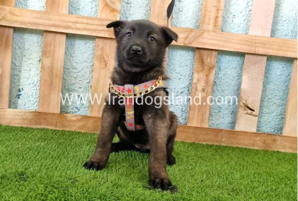 --malinois-136_4