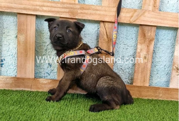 --malinois-136_5