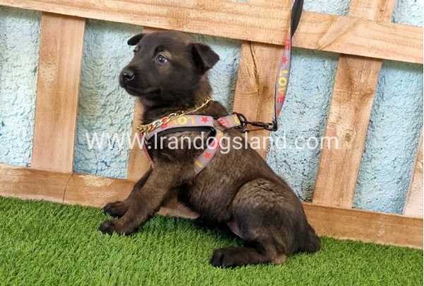 --malinois-136_6