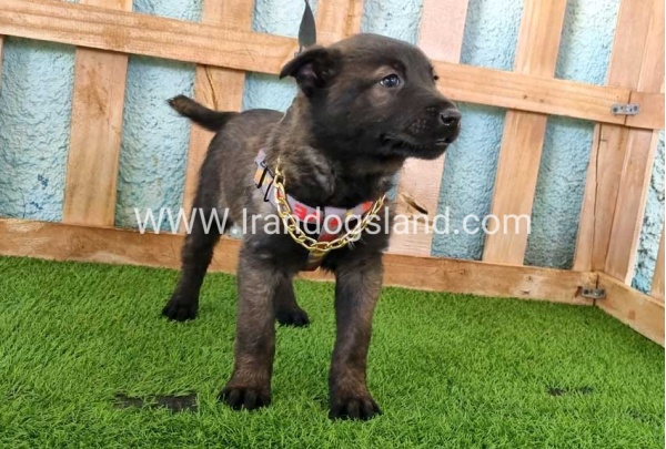--malinois-136_7
