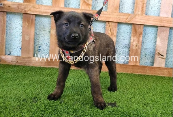 --malinois-136_8