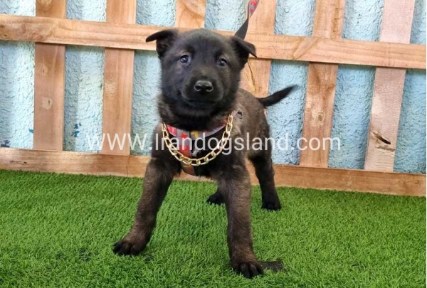 --malinois-136_9