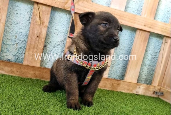 --malinois-137_1