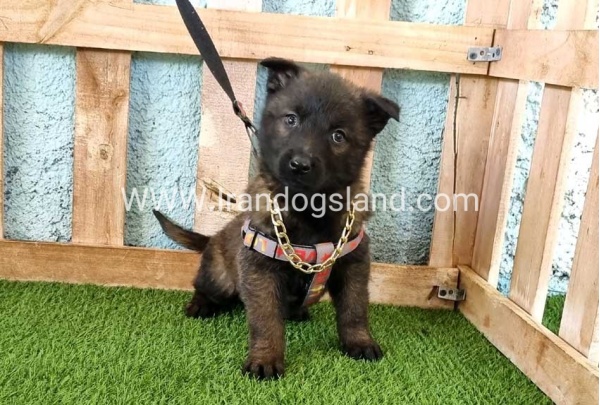 --malinois-137_2