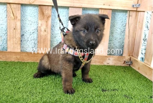 --malinois-137_3