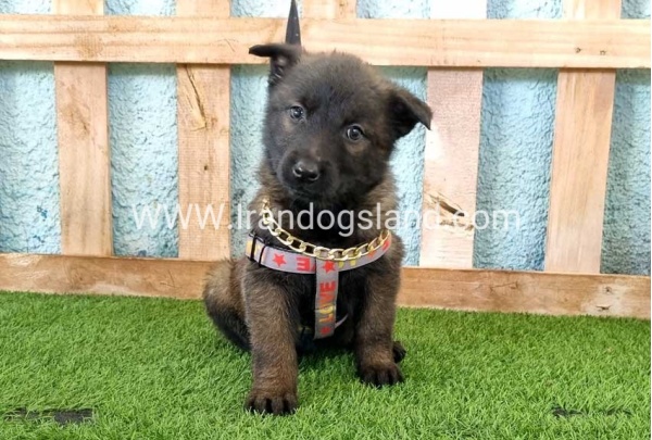 --malinois-137_4