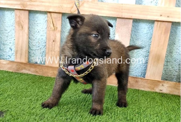 --malinois-137_5