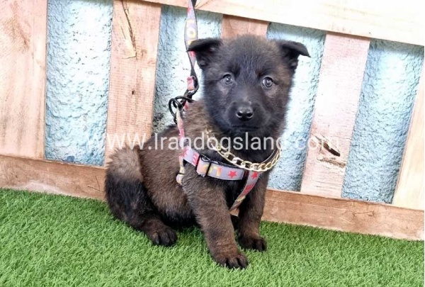 --malinois-137_6