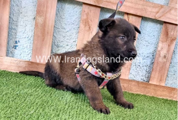 --malinois-137_7