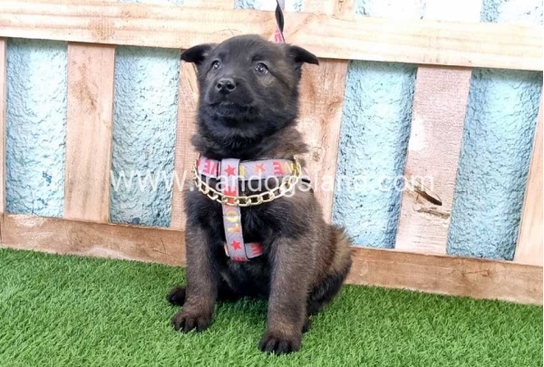 --malinois-137_8