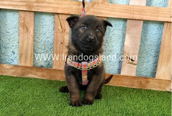 --malinois-137_9