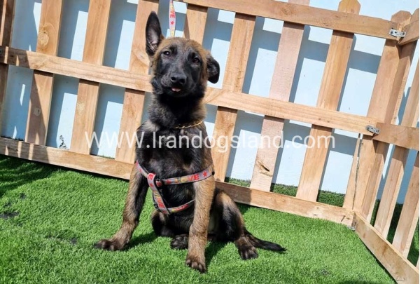 --malinois-144_1