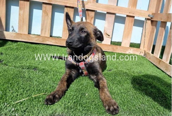 --malinois-144_2
