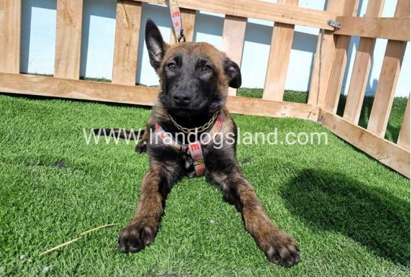 --malinois-144_3