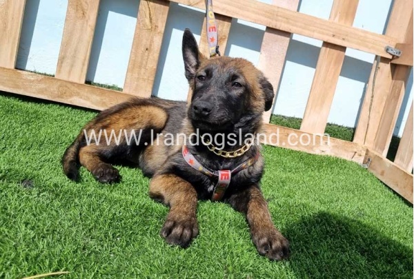 --malinois-144_4