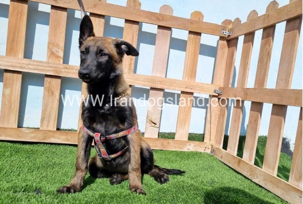 --malinois-144_5
