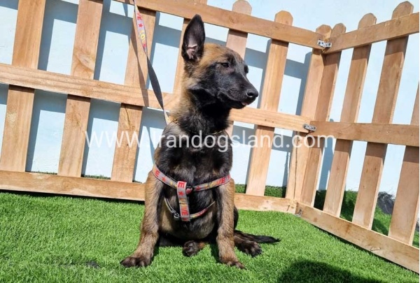 --malinois-144_6