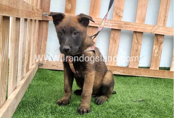 --malinois-146_1