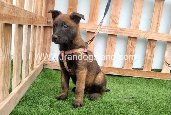 --malinois-146_10