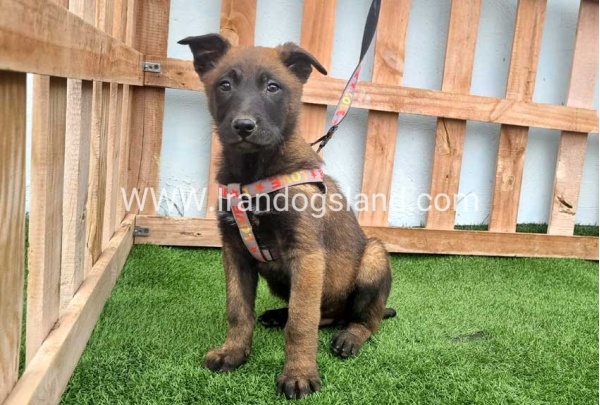 --malinois-146_2