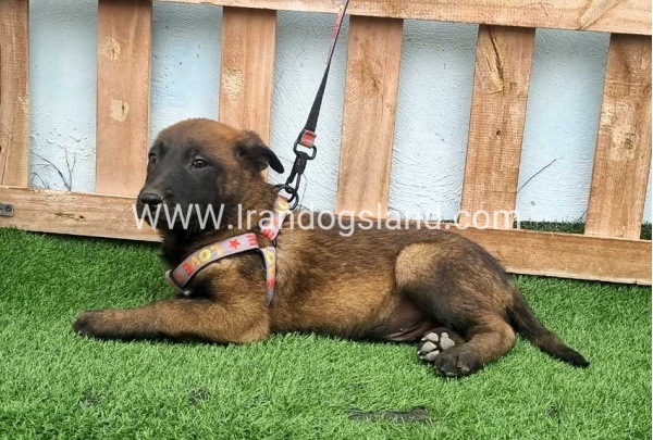 --malinois-146_3