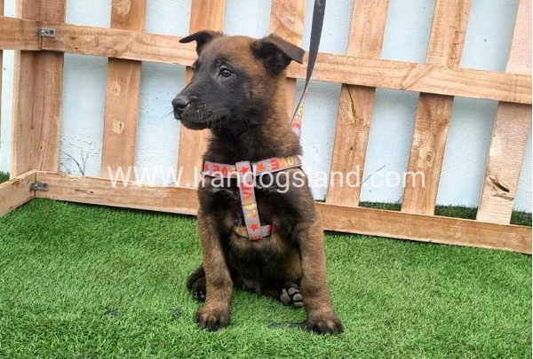--malinois-146_4